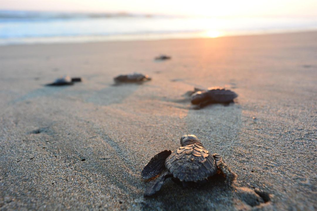 Turtle Nesting Season