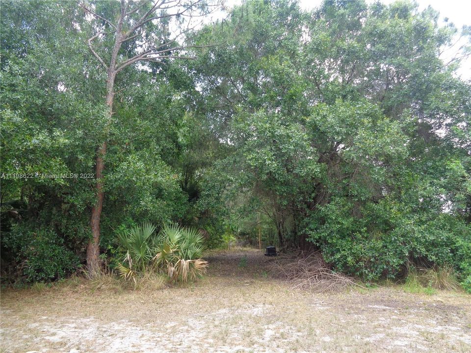 Wooded Path