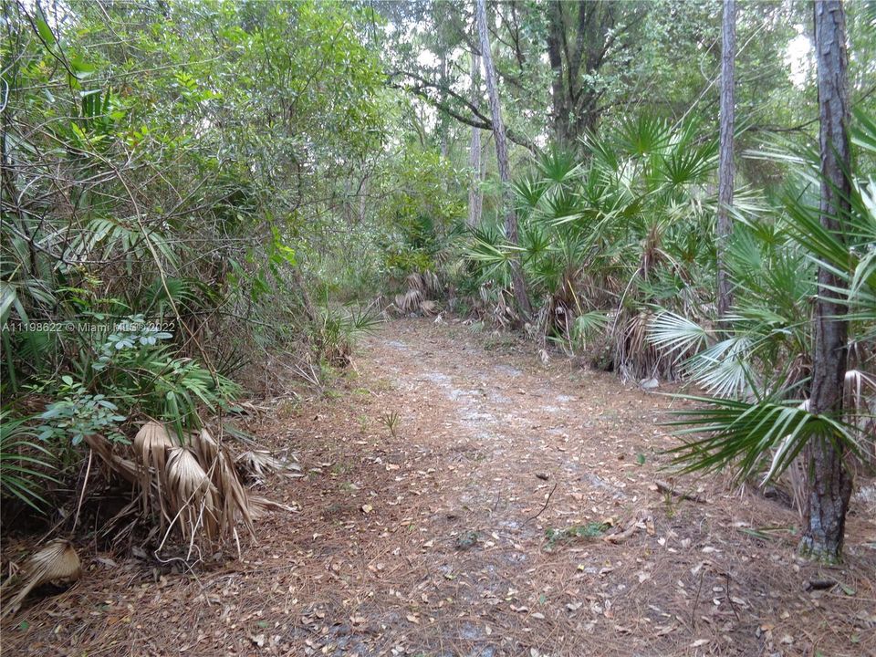 Wooded Path