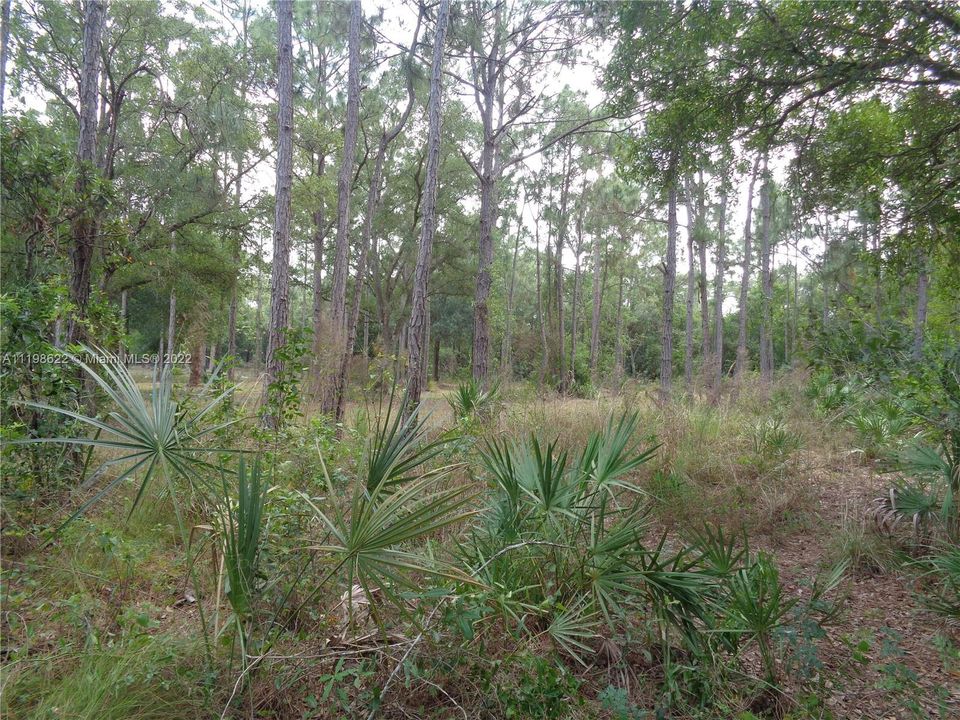 Natural Vegetation and Mature Pines