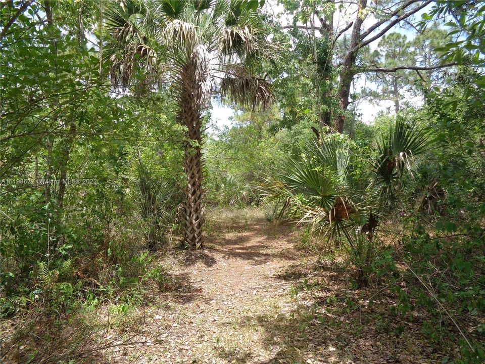 Wooded Path