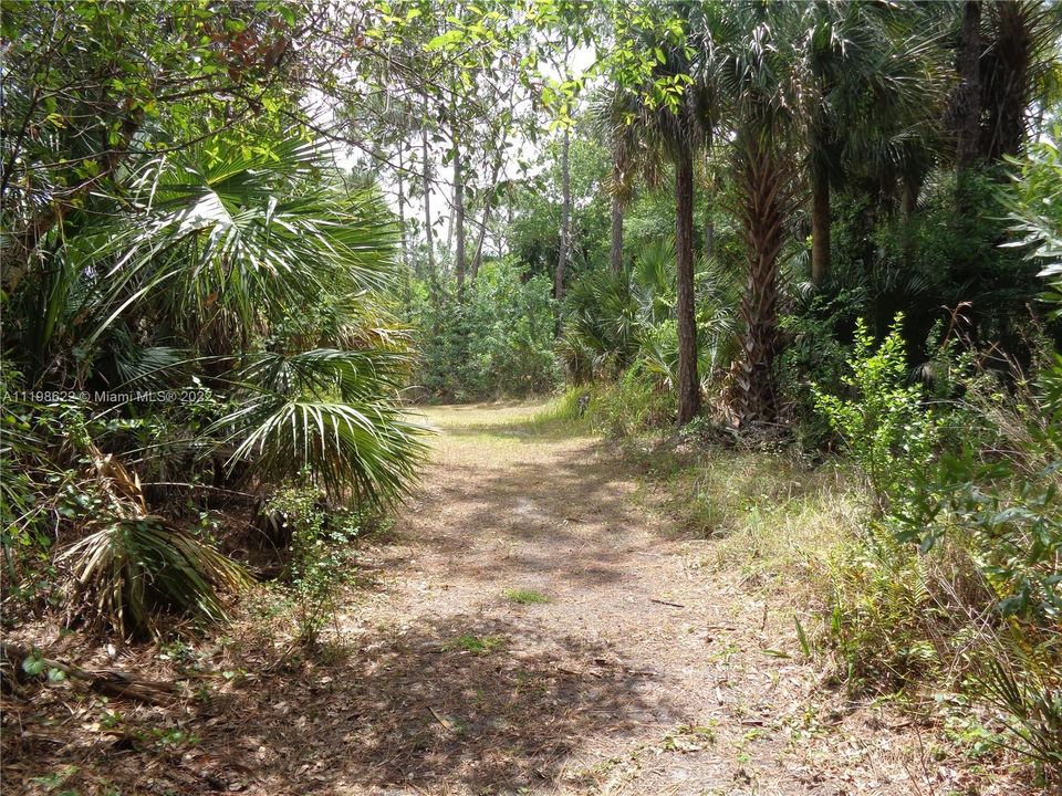 Wooded Path