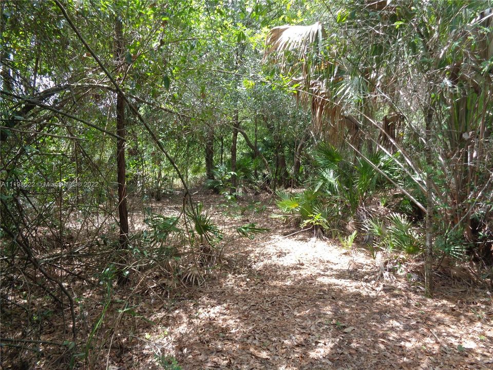 Wooded Path