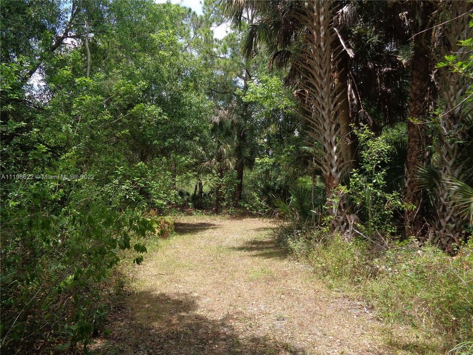 Wooded Path