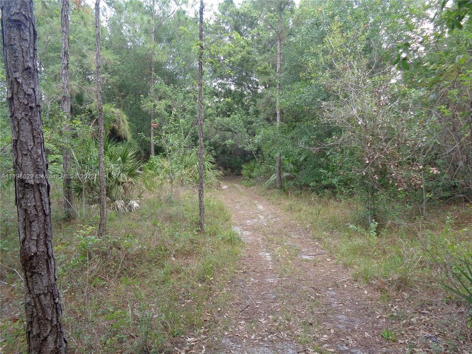 Wooded Path