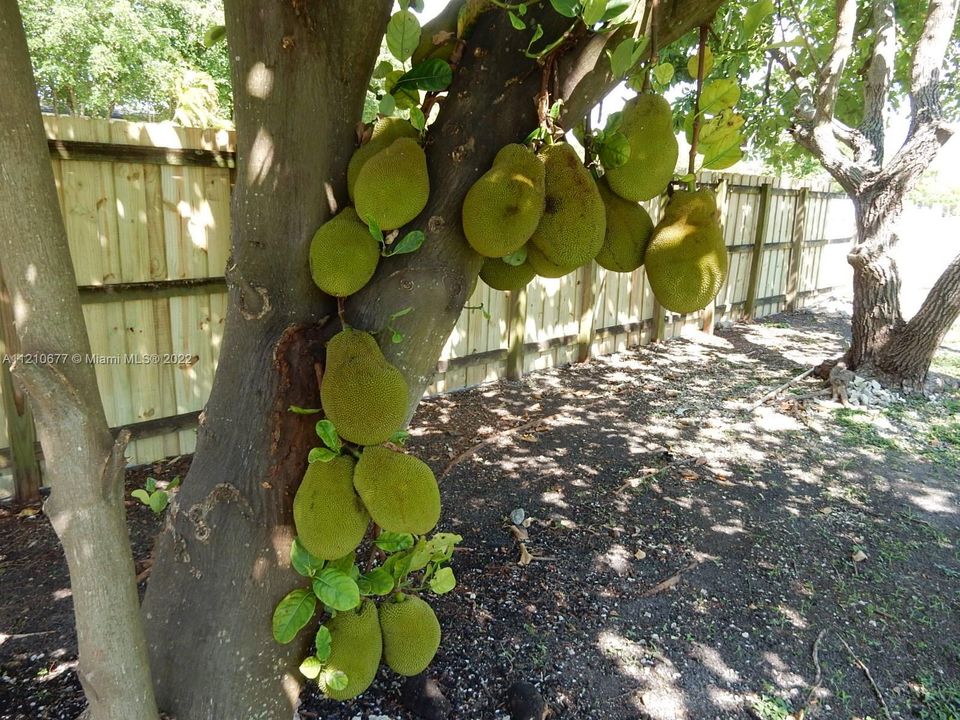 Jack Fruit tree