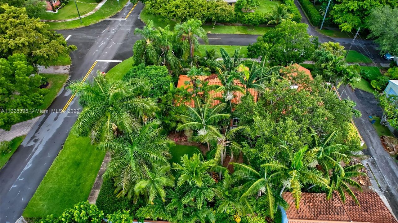 Aerial View with Tropical Tree Canopy