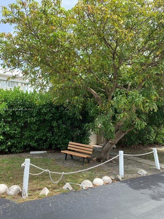 outdoor bench mango tree