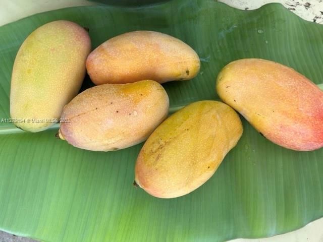 Enjoy mangoes from  backyard tree.