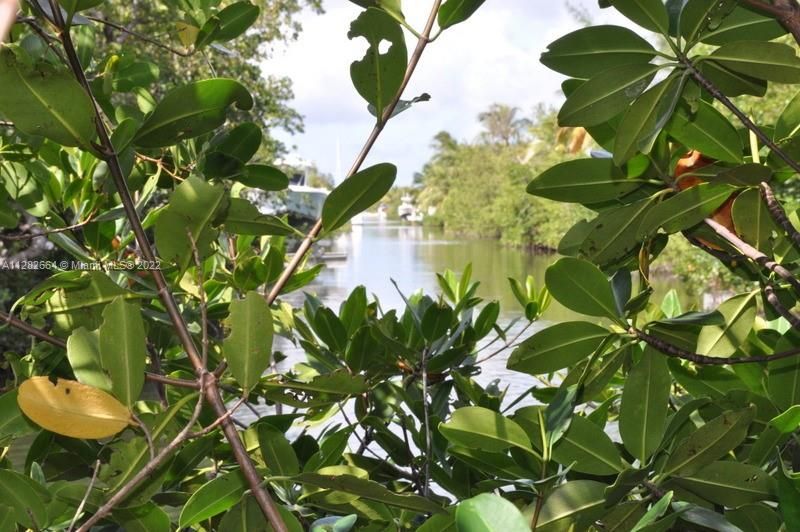 Long Canal View through Mangroves.