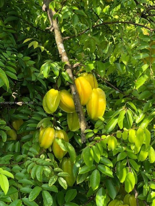 CARAMBOLA