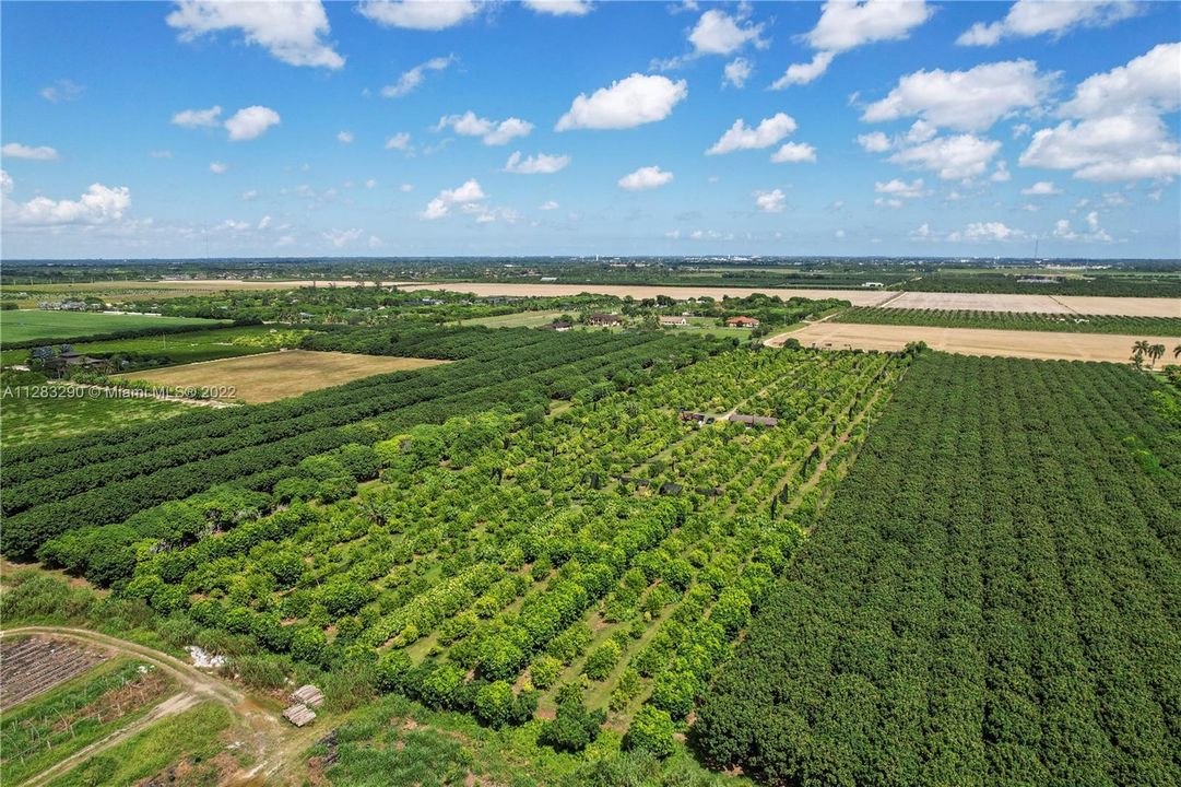 WESTERN AERIAL VIEW OF GROVE