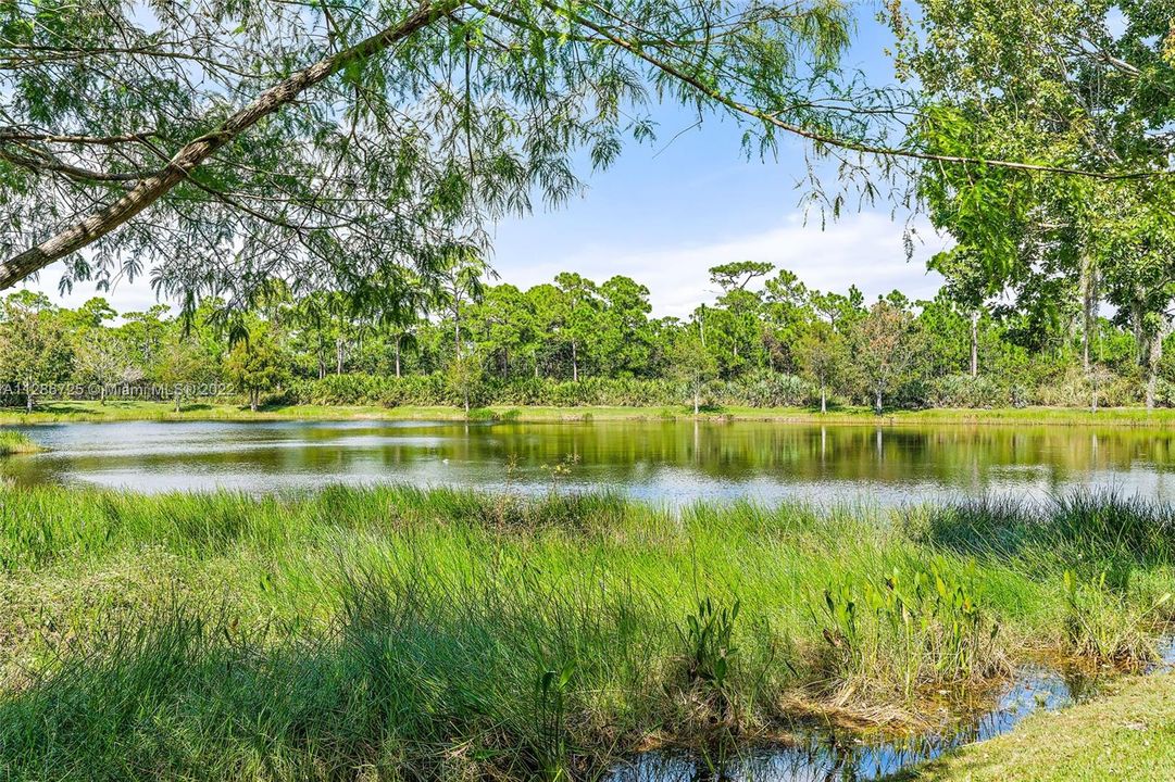 Overlooking Whitemarsh Pond