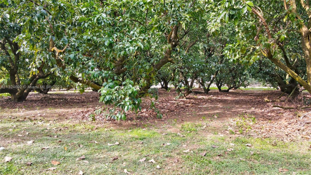 17 Acres of Avocado Grove