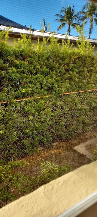 Privacy hedge out bathroom window