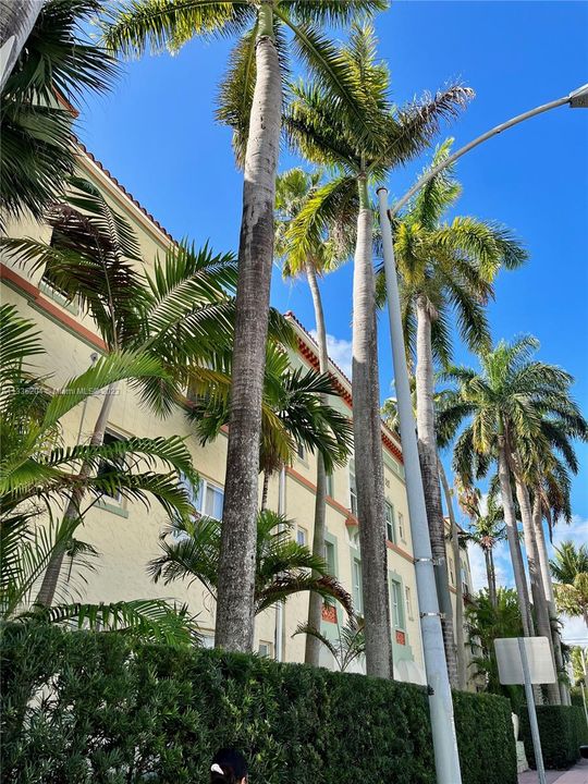 Royal Palms lined the front of the building