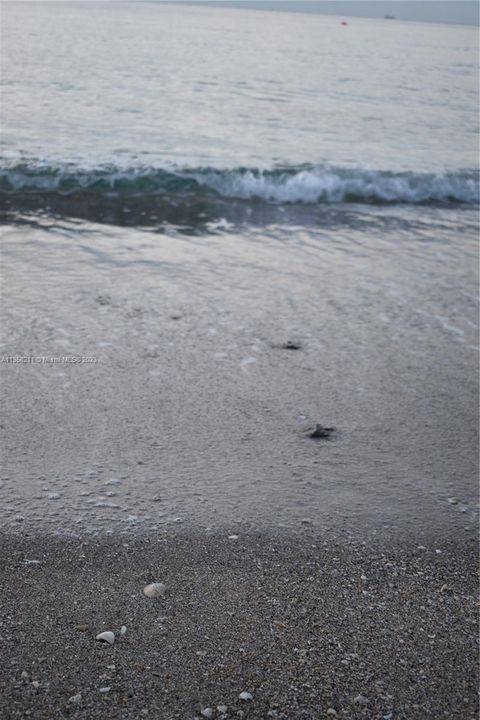 Sometimes you get real lucky and see some turtle hatchlings make their way to the sea