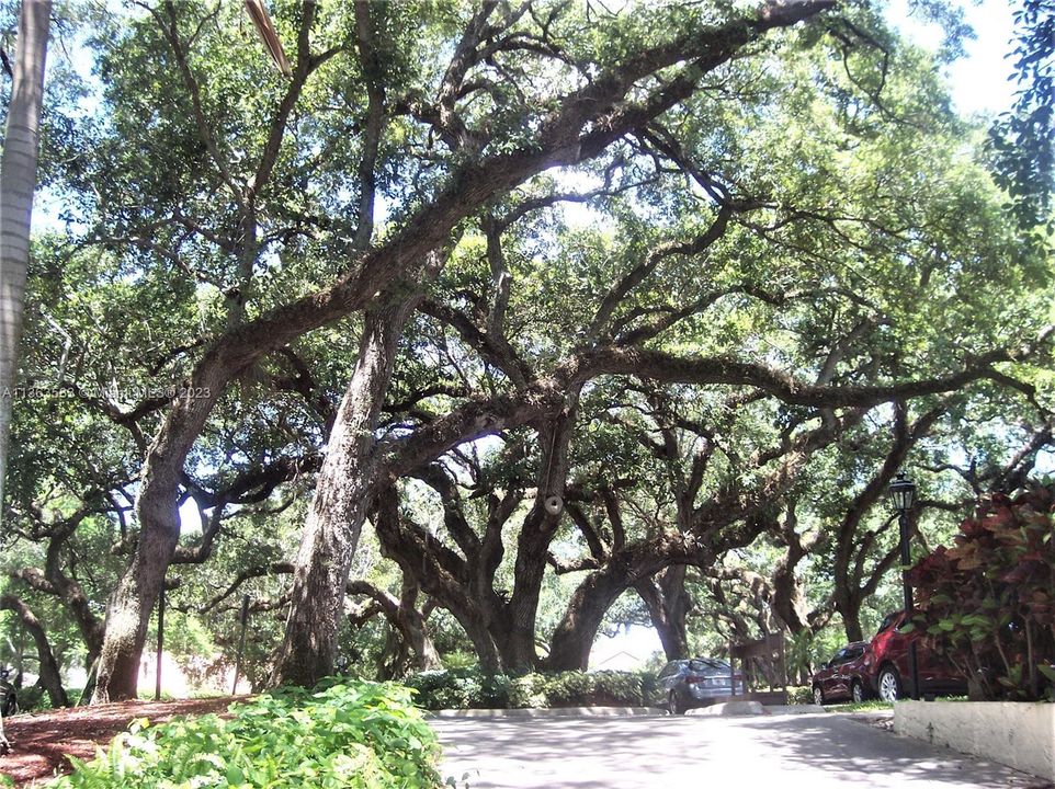 BEAUTIFUL LIVE OAK TREES AT MAIN CLUBHOUSE.