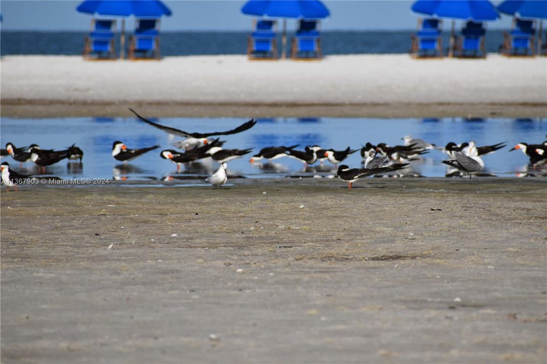 rare shorebirds on beach