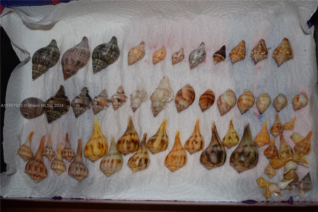 Shells found on Fort Myers Beach