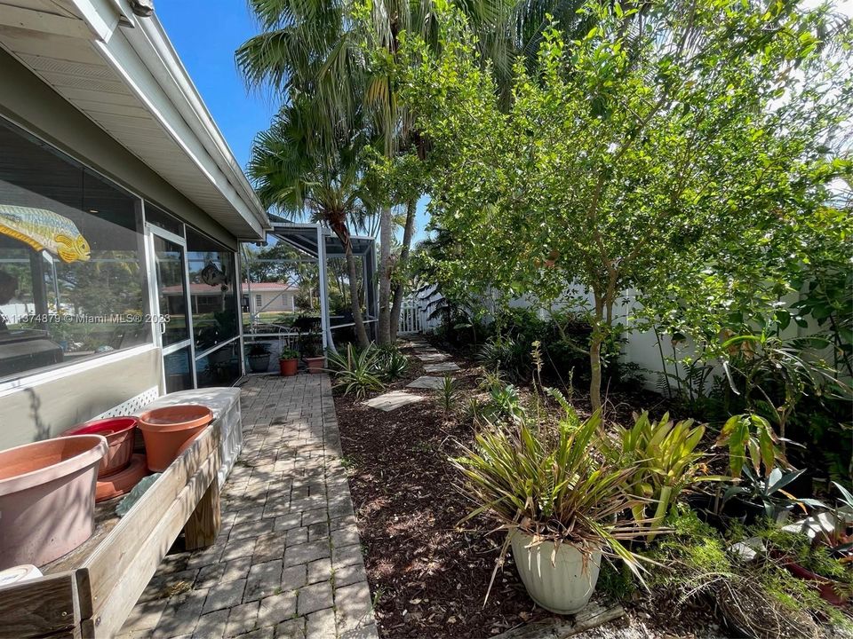 Side yard with cherry tree, pineapple, bananas and tropical landscaping.