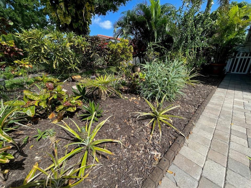 Multiple pineapple plants