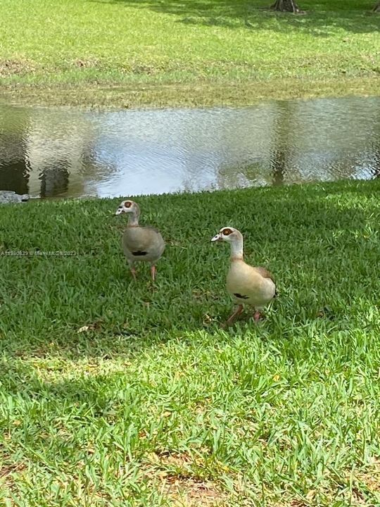 NATURE BY THE CANAL, THE SOUND OF WOODPECKER, MOCKINGBIRDS AND BLUEJAYS!