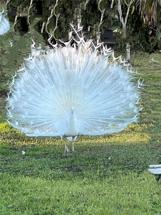 Male white peacock showing his stuff