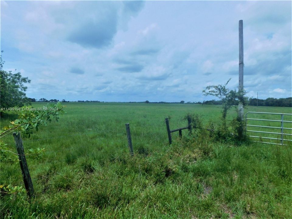 verdant grasslands