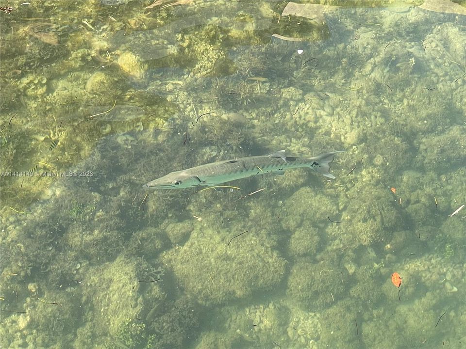 WILDLIFE ALONG THE DOCK