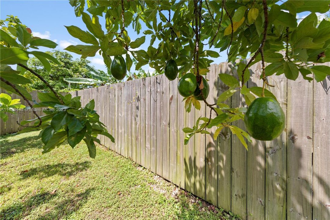 THERE IS CHAIN LINK BEHIND THE WOOD .AVOCADOS THE SELLER OWNS BOTH FENCES.