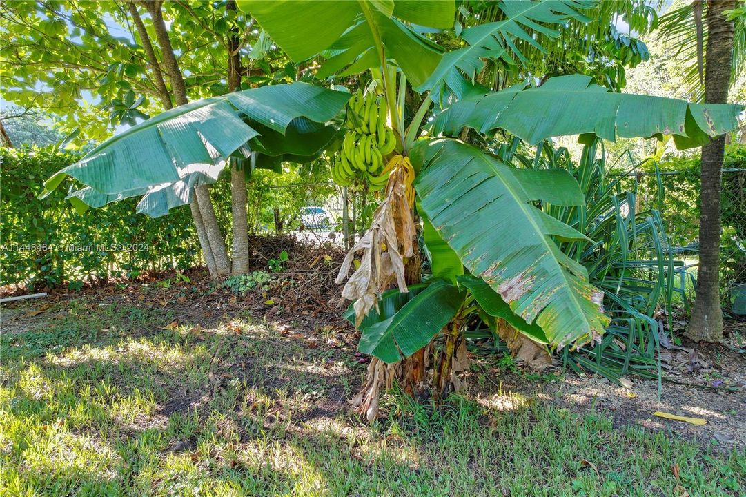 ASSORTED FRUIT TREE'S - BANANAS