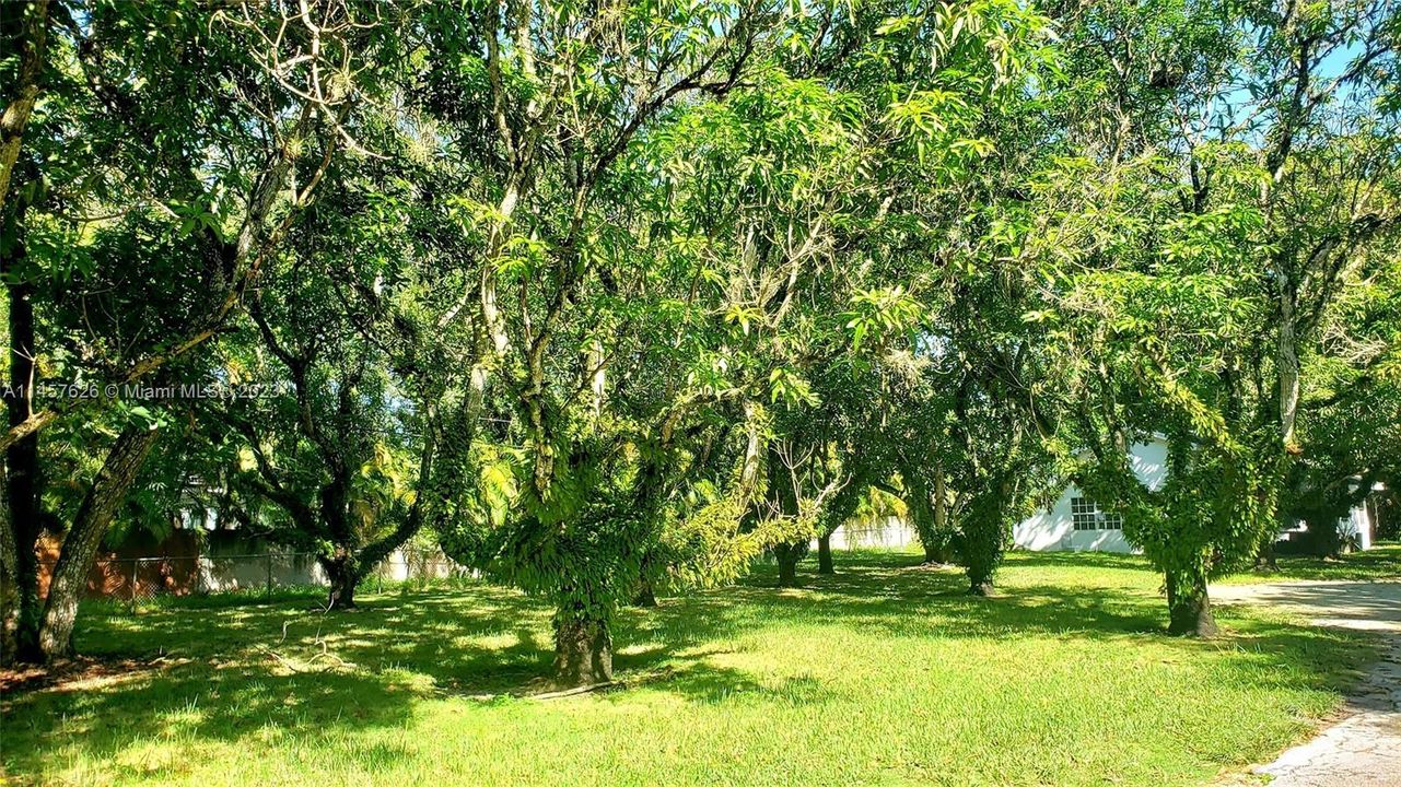 MANGO TREES