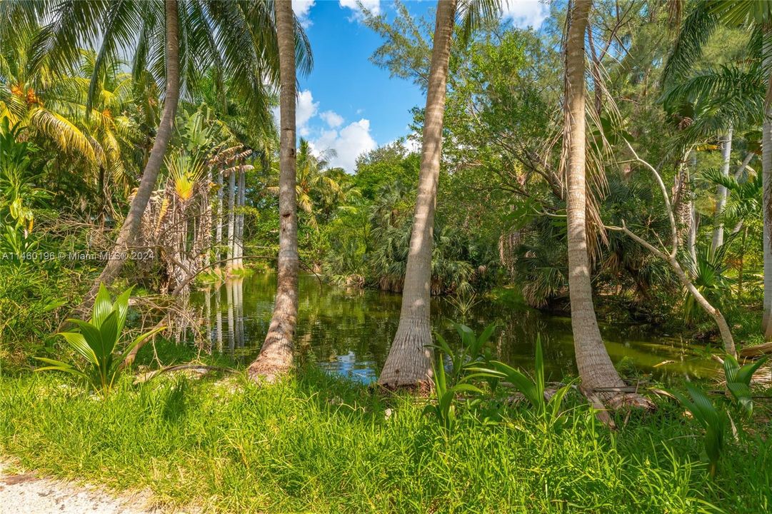 View of spring fed pond / water feature from the access driveway to the property.  Ample high and dry land for development.