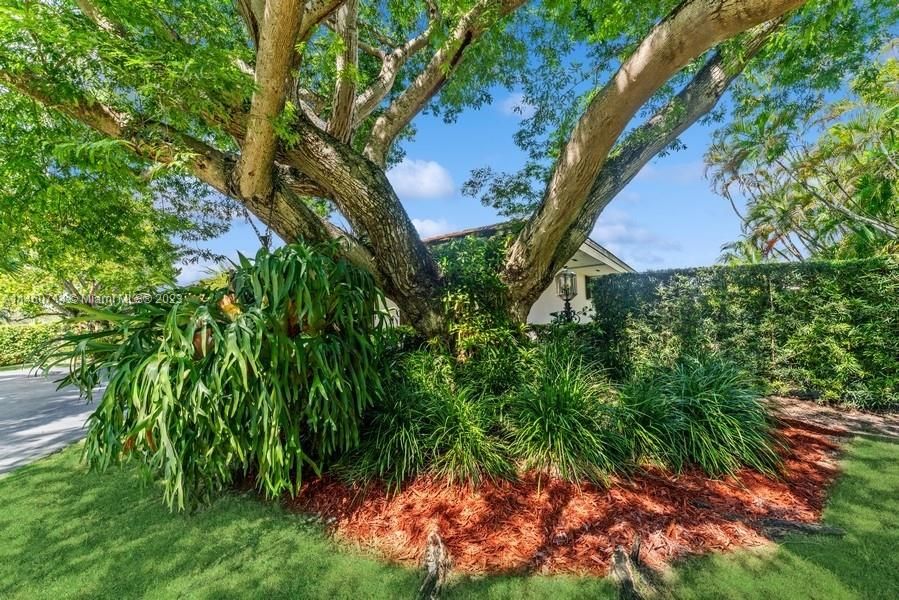 Here is another example of a mature Oak tree and the super large "Staghorn Fern" in the East side of the front yard!