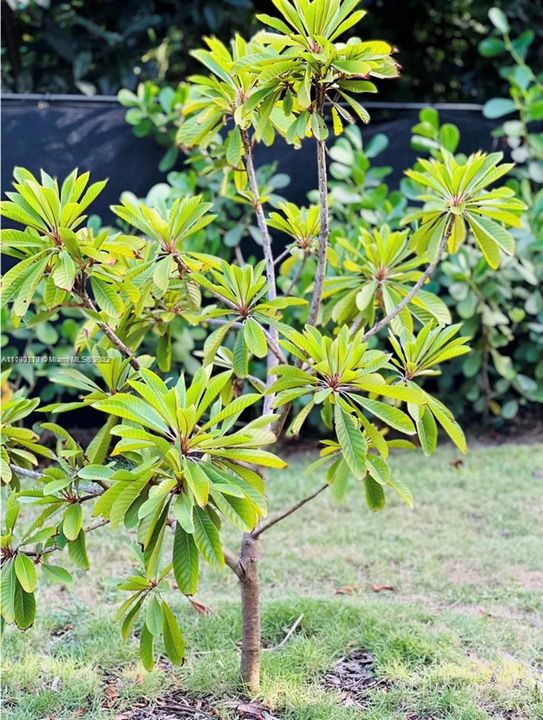 Недавно продано: $2,500,000 (4 спален, 3 ванн, 1647 Квадратных фут)