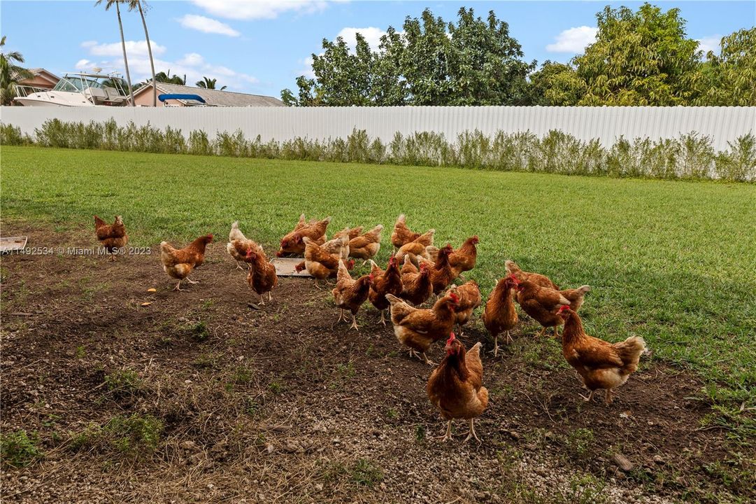 flock of road island reds.. great egg layers to remain