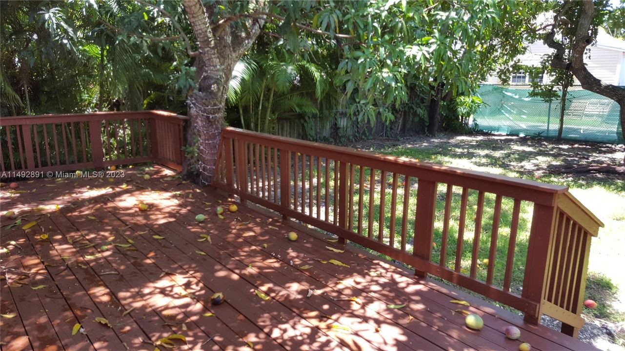 Deck and rear feence, since planted with Clusias