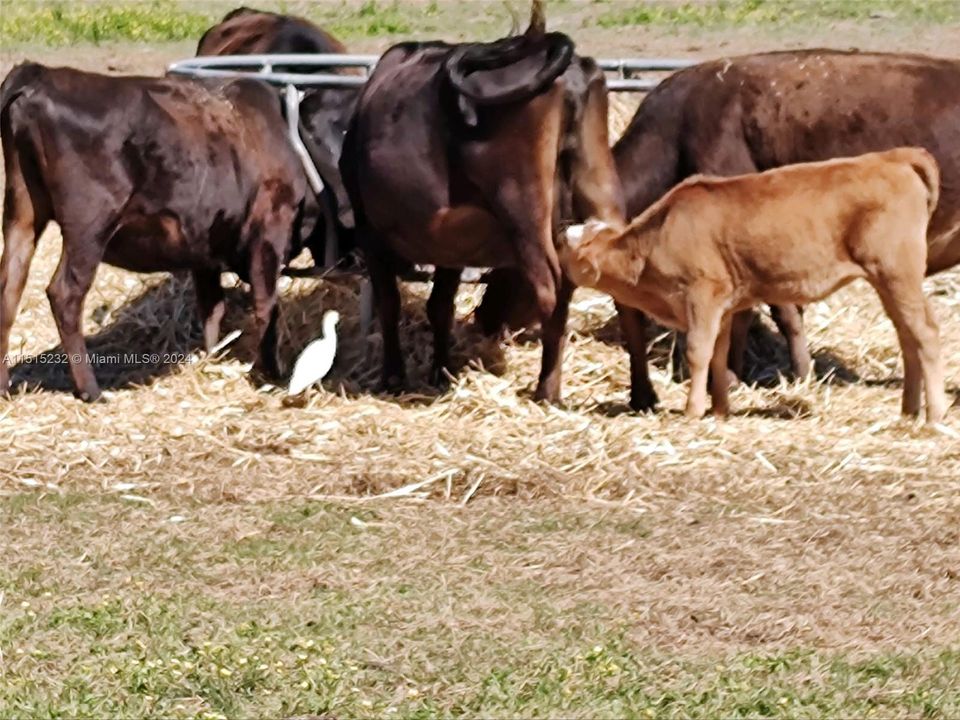 Vendido Recientemente: $2,300,000 (0 camas, 0 baños, 0 Pies cuadrados)