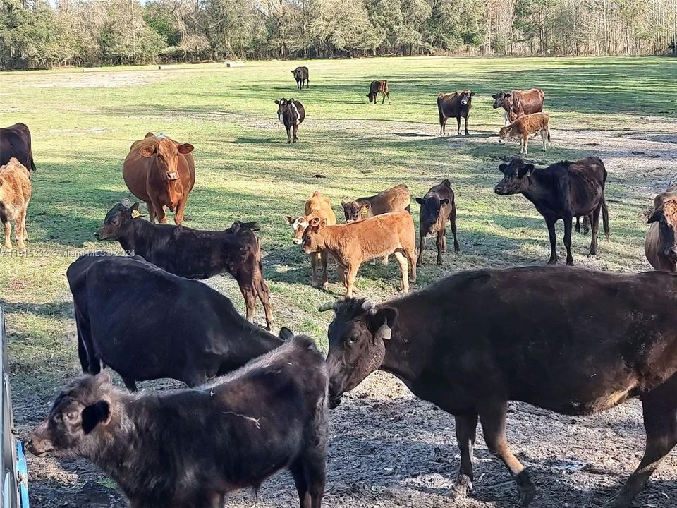 Vendido Recientemente: $2,300,000 (0 camas, 0 baños, 0 Pies cuadrados)