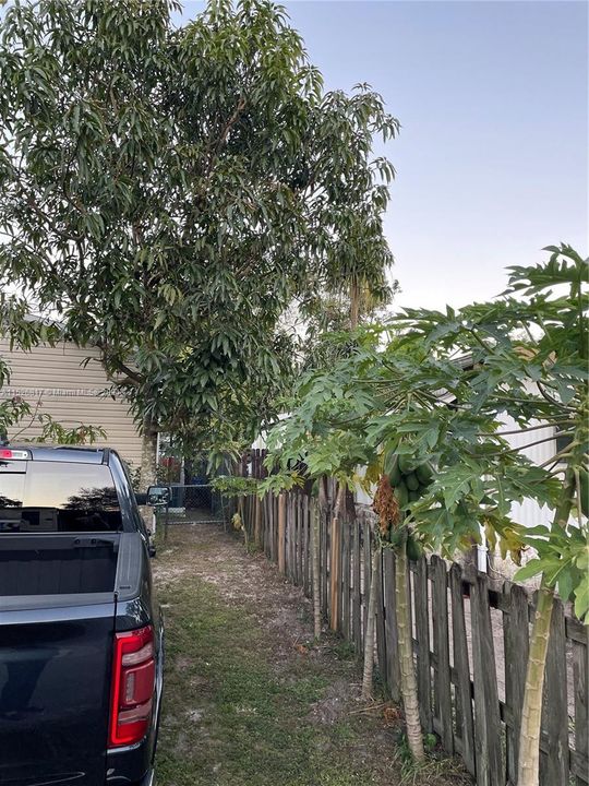 Papaya and Mango tree