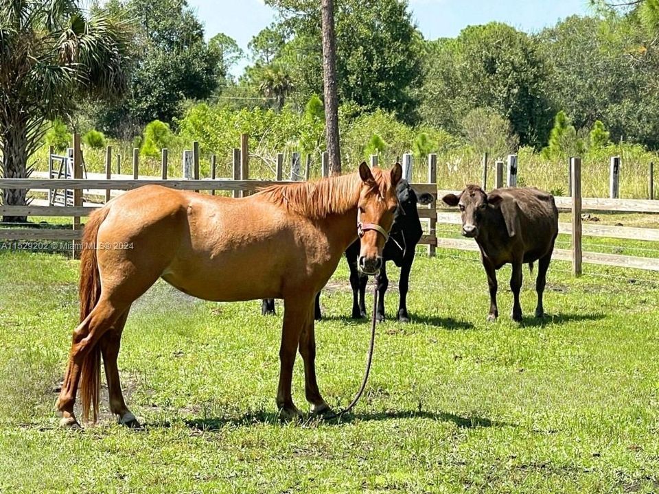 Recently Sold: $394,999 (4 beds, 2 baths, 0 Square Feet)