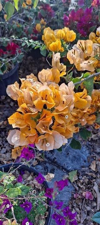 Photo 62