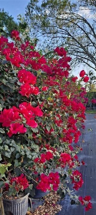 Photo 49