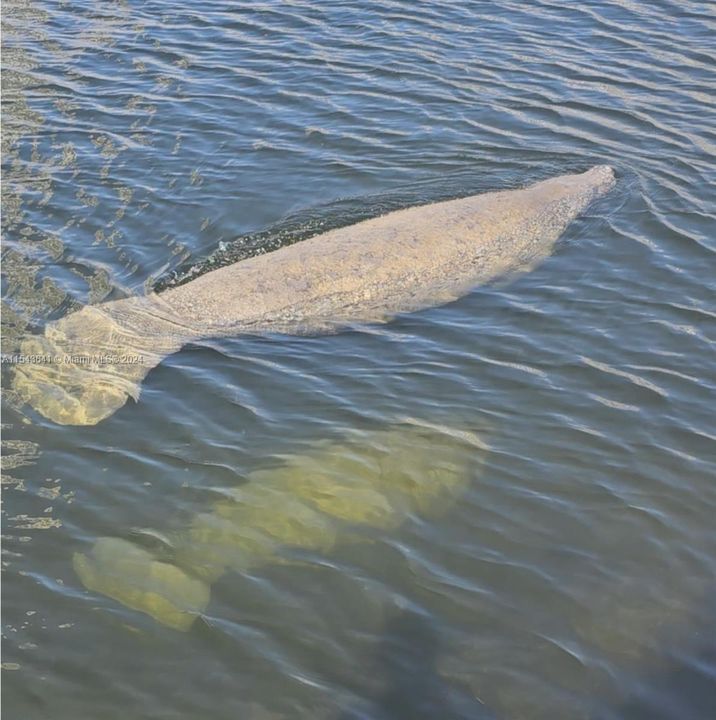 Manatee Mom with a it's Baby Cub just feet away, this is a truly a special place