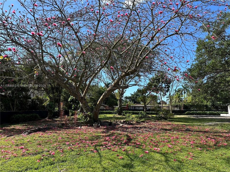 最近租的: $5,600 (3 贝兹, 2 浴室, 2301 平方英尺)