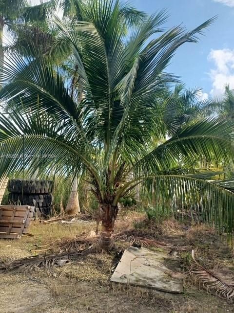 Small Sylvester Palm Tree