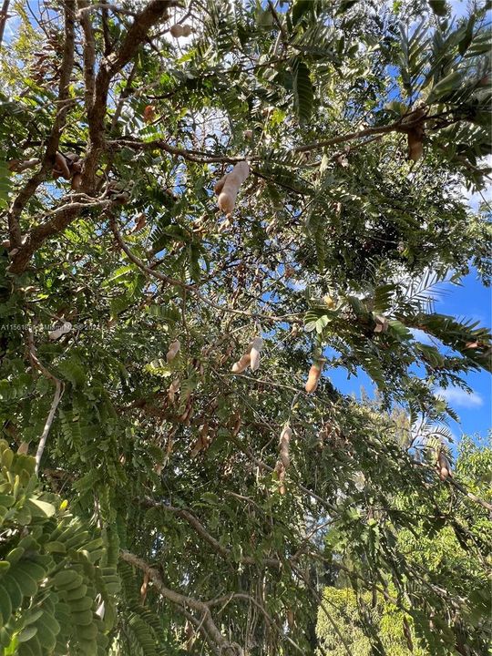 Tamarindo tree