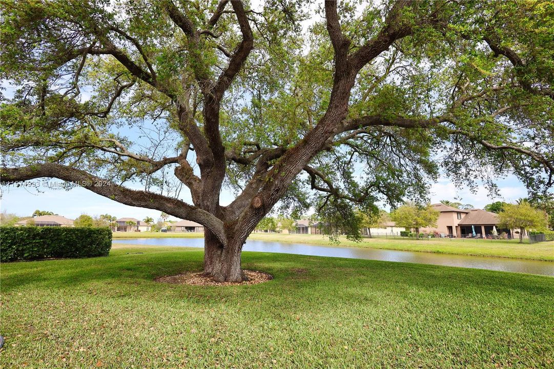Beautiful Backyard Oak Tree