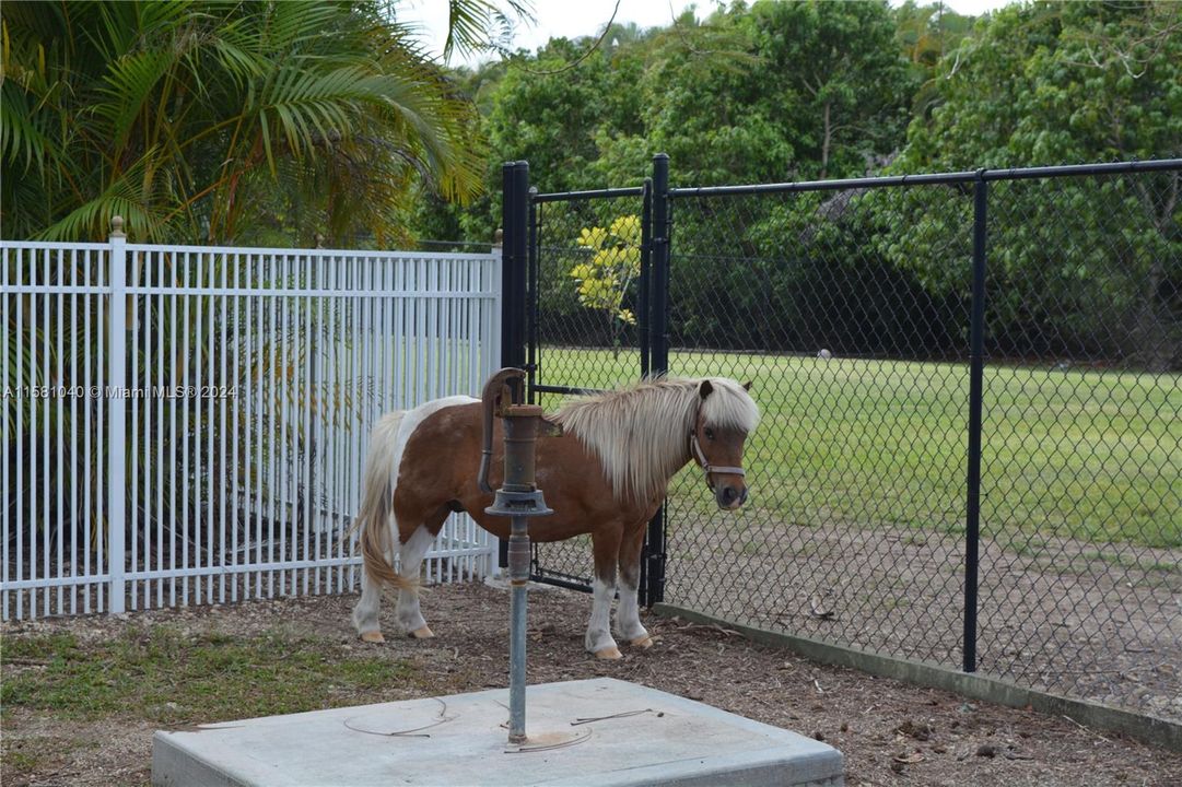 Bullseye (mini horse) is willing to stay if his new owners allow him to :)